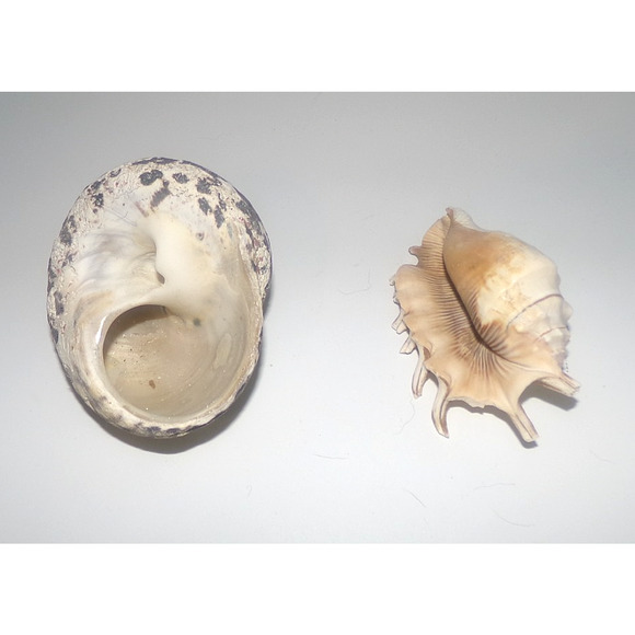 Natural Real Sea Shells Spike Spider Conch Magpie Shell Seashell Nautical Decor - Picture 2 of 14